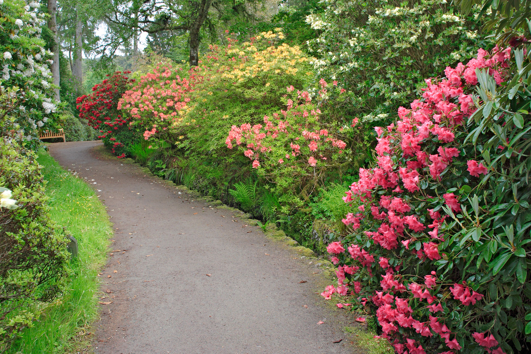 Beautiful flower garden with walking path